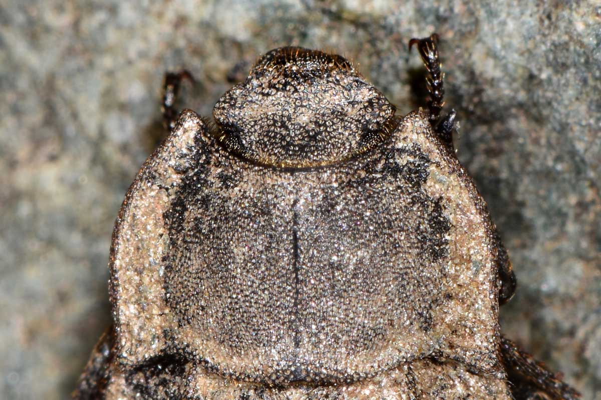 Tenebrionidae: Asida sp. anche lei?  S, Asida (Polasida) poneli